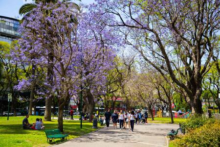 El árbol jacarandá, presente en CABA. Foto: Gobierno de la Ciudad.