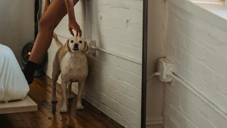 Los perros no se reconocen en el espejo