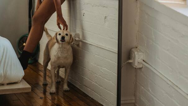 Un misterio resuelto: por qué los perros no se reconocen en el espejo