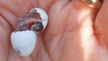 Estrés acústico: ¿cómo afecta el ruido del tráfico a los pajaritos de las ciudades?