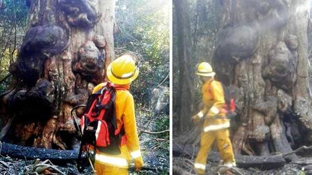 Incendio de la grapia milenaria, árbol más antiguo de Misiones, Fotos El Territorio