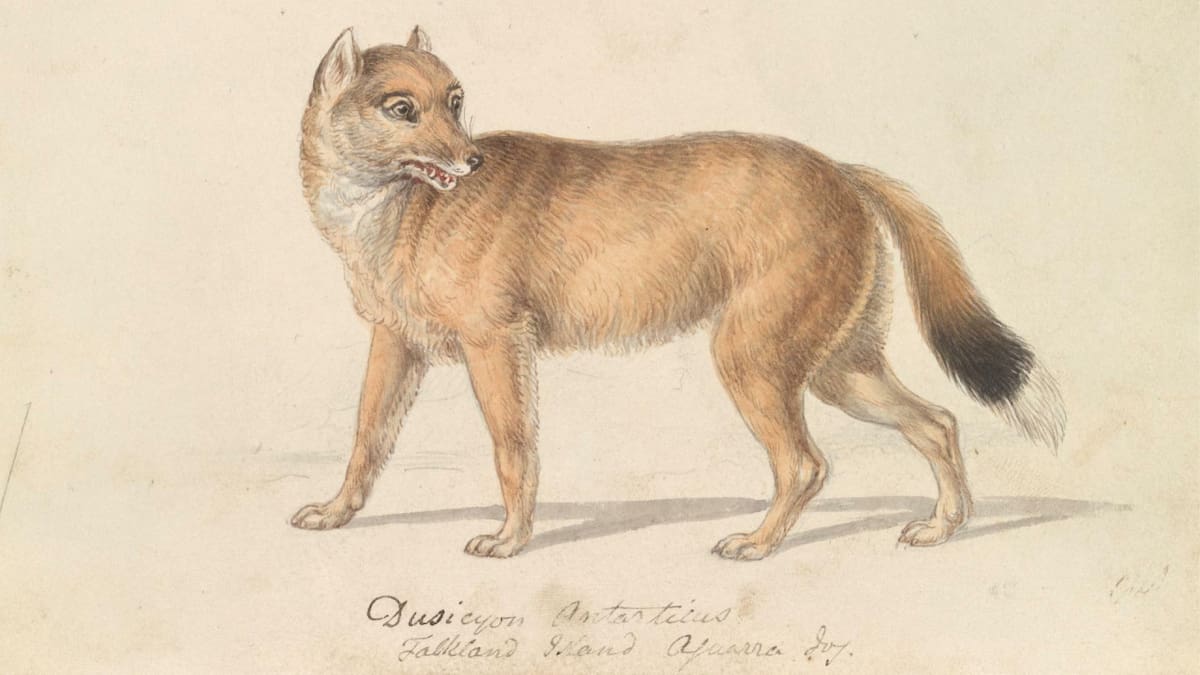 El lobo de las Islas Malvinas. Foto: argentinat