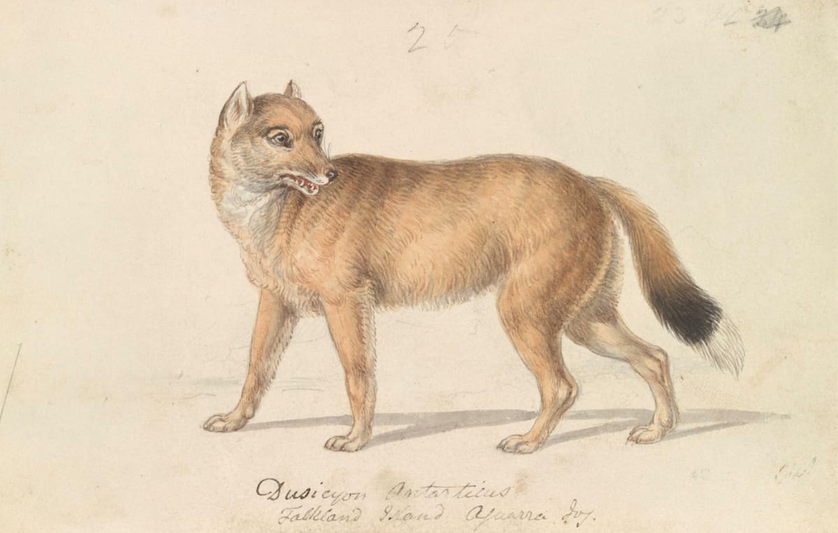 El lobo de las Islas Malvinas. Foto: argentinat