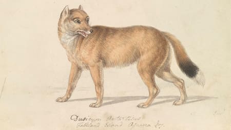 El lobo de las Islas Malvinas. Foto: argentinat