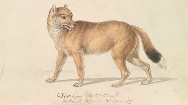 Cómo era el lobo de las Islas Malvinas, un mamífero único cuya extinción es un misterio