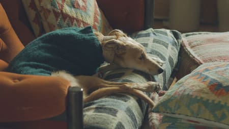 ¿Los perros pueden recibir una herencia?