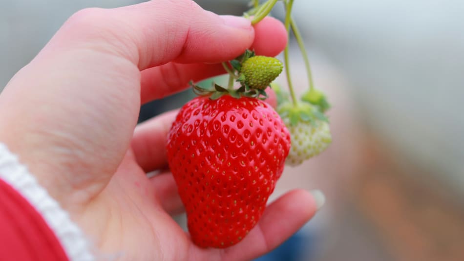 Frutilla. Foto: Unsplash