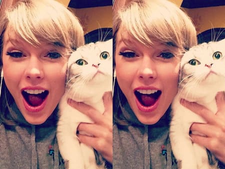 Olivia, la gata de Taylor Swift. Fuente: Instagram