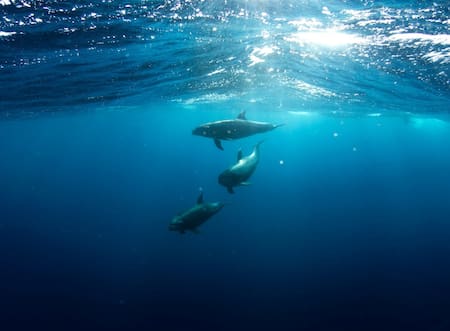 Delfines. Foto: Unsplash.