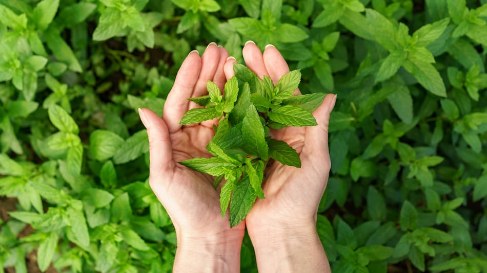 Hojas de menta, menta.