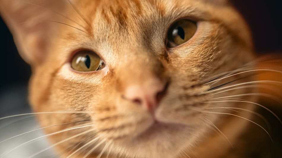 El misterio de los gatos naranjas.