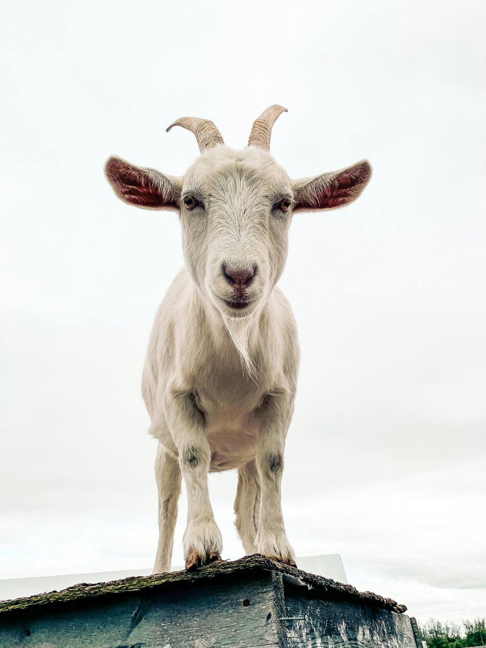 Cabra. Foto Unsplash.