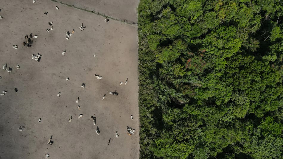 Deforestación en la Amazonía brasileña. Foto: EFE.