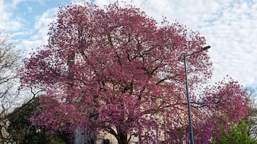 Primavera en flor: una por una, cuáles son las especies de árboles que llenan de vida y color los espacios verdes