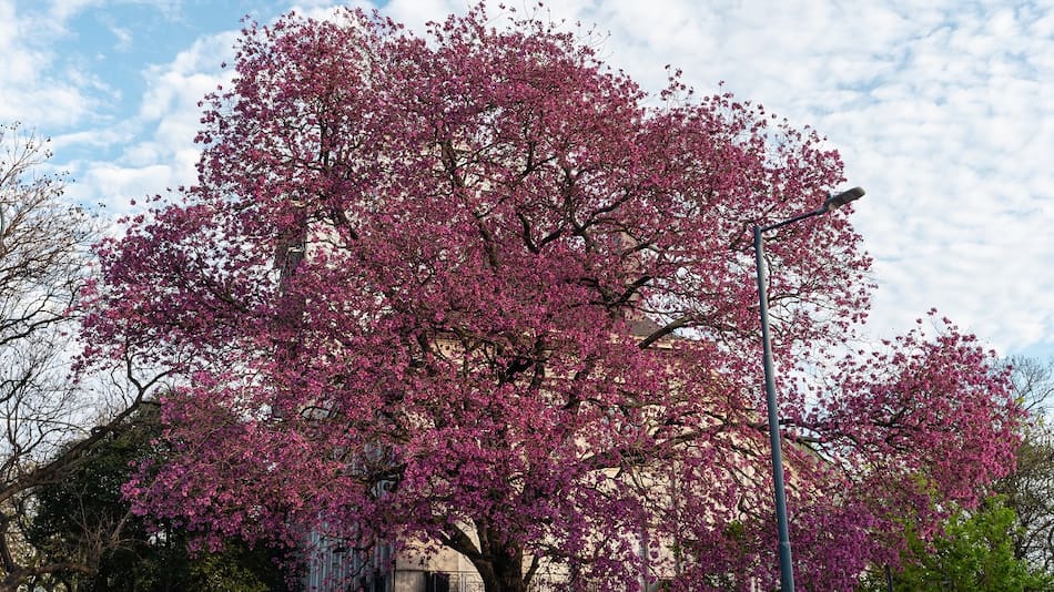 Lapachos en la Ciudad de Buenos Aires.