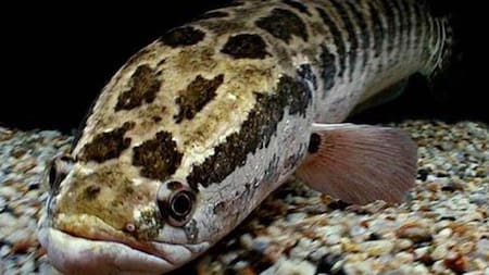 El pez cabeza de serpiente puede vivir fuera del agua. Foto X.