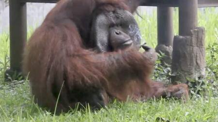 El orangután fumador de un zoológico desata una polémica en Indonesia
