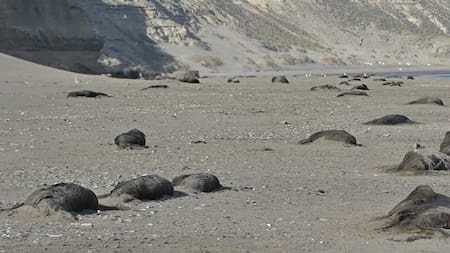 Gripe aviar. Foto: captura video Viory.