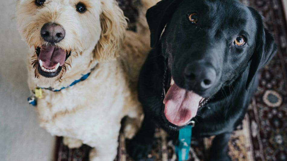 Perros. Foto: Unsplash