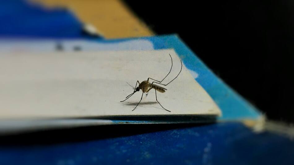 La malaria se produce por parásitos transmitidos a través de la picadura de un mosquito. Foto: Unsplash.