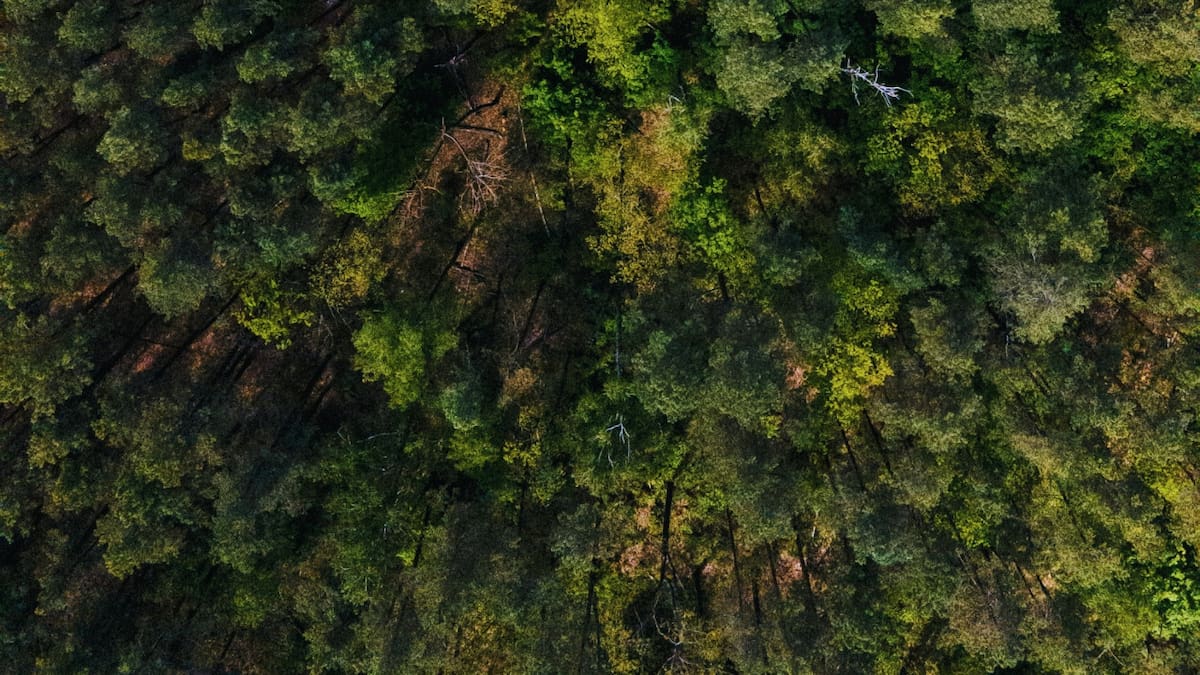 Bosques. Foto: Unsplash