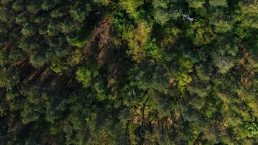 Récord ambiental: China convirtió 93 mil hectáreas de desierto en el bosque artificial más grande del mundo