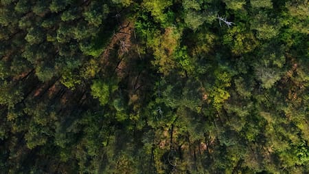 Bosques en peligro. Foto: Unsplash