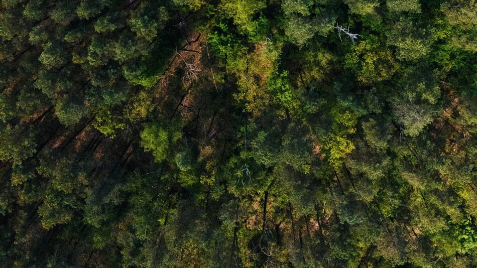Bosques en peligro. Foto: Unsplash