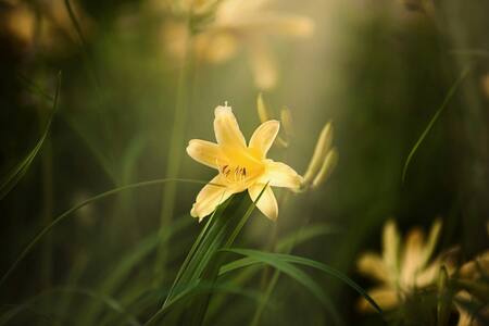 Corrientes prohíbe el lirio amarillo, una flor exótica que pone en riesgo los humedales. Foto: Unsplash