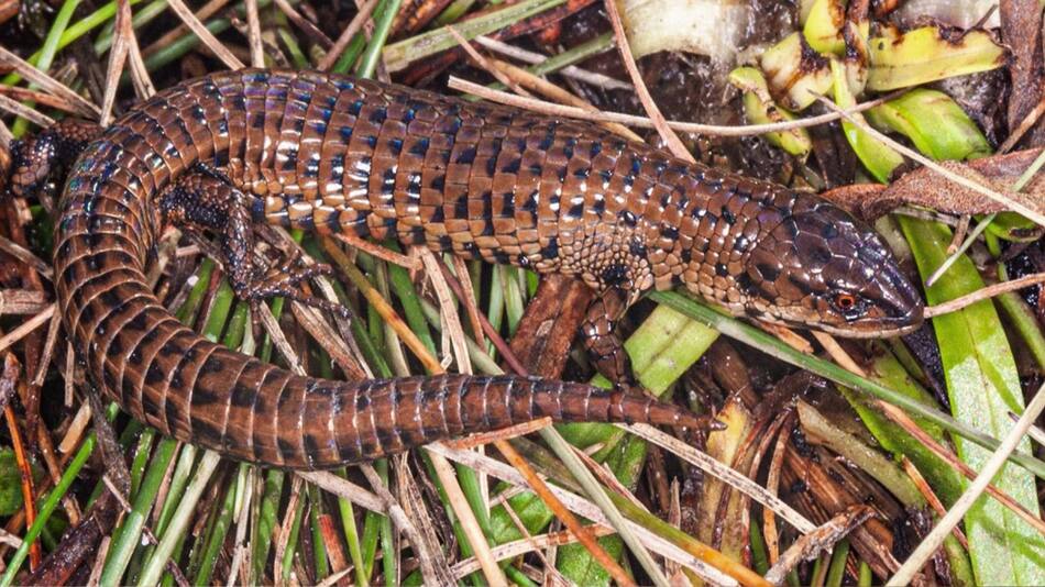 Lagartija peruana. EFE