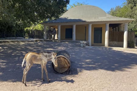 La cebra Greby que nació en Roma. Foto: EFE