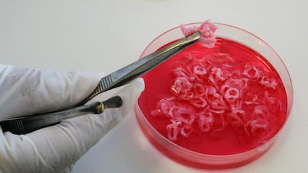 Carne cultivada en laboratorio. Foto: EFE.