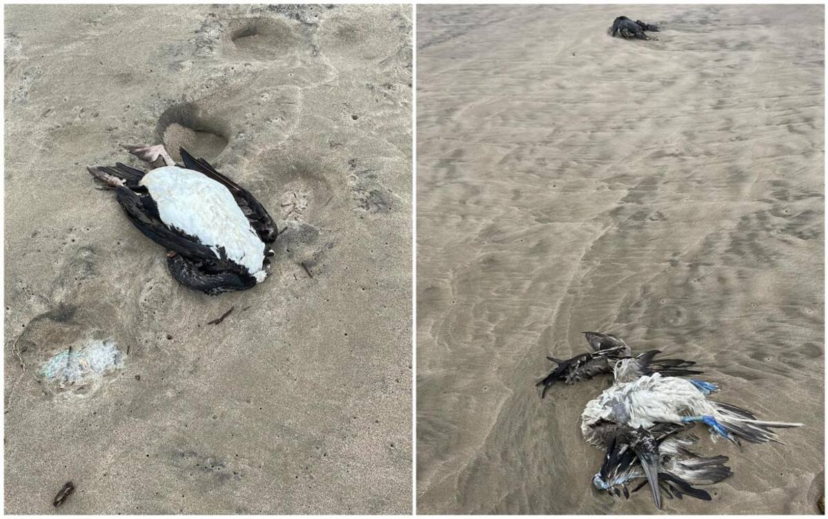Aves muertas en Ecuador. Foto: Facebook Milena Aidee.