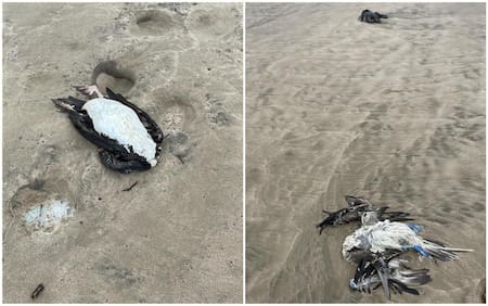 Aves muertas en Ecuador. Foto: Facebook Milena Aidee.