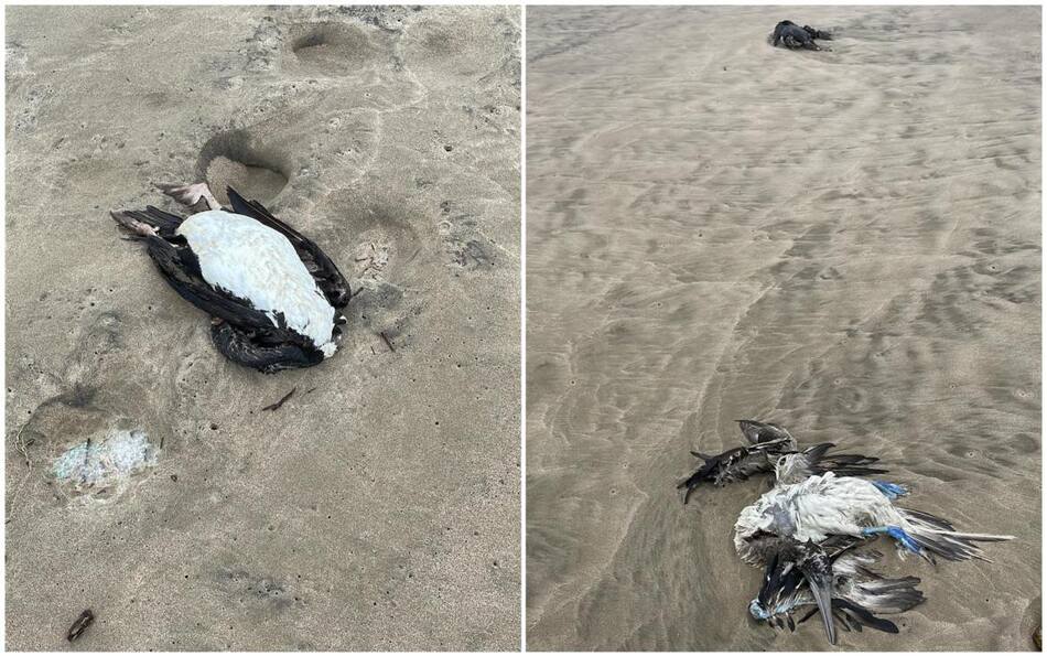 Aves muertas en Ecuador. Foto: Facebook Milena Aidee.