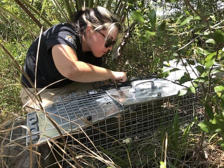 Captura de tegus argentinos con inteligencia artificial en Florida. Foto: EFE.