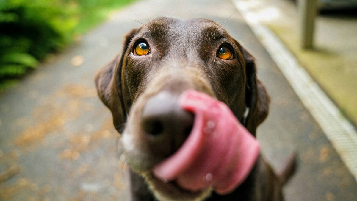 Perro. Foto: Unsplash