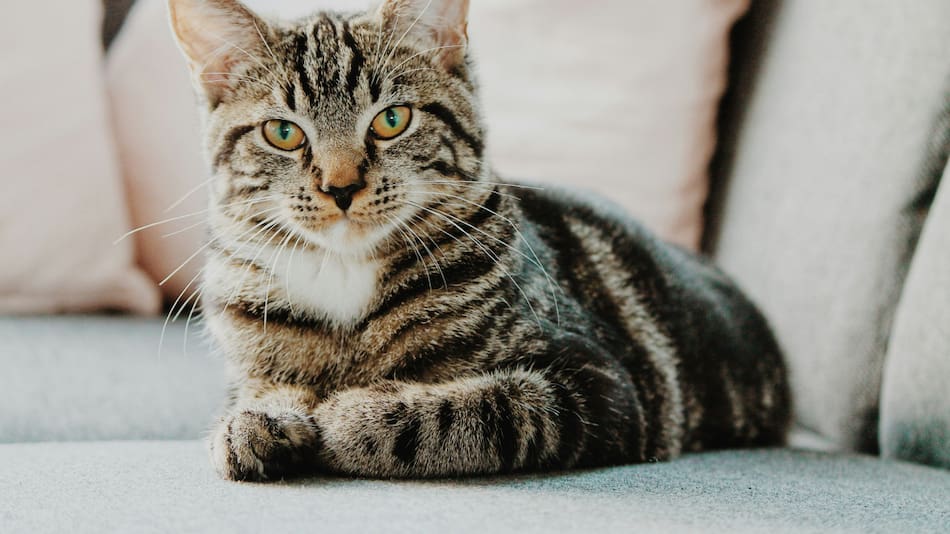 Gatos. Foto: Unsplash.