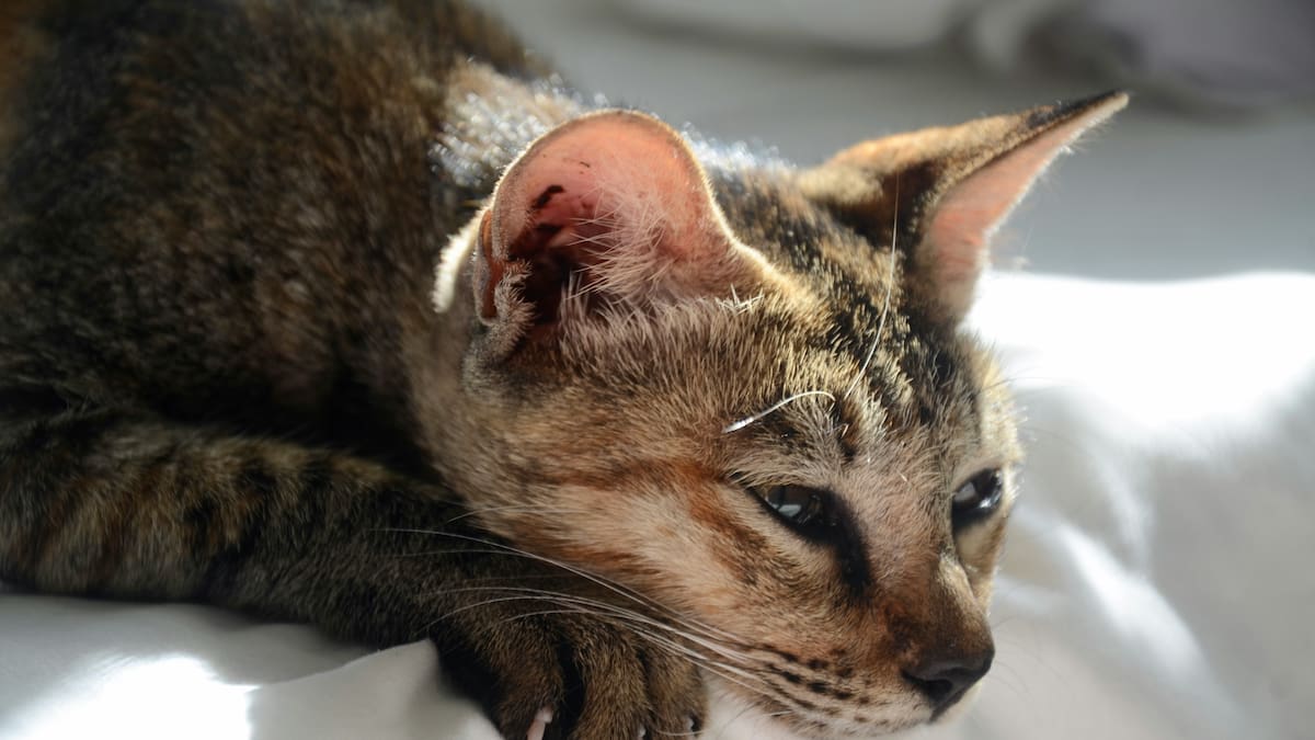 Cómo reconocer y ayudar a los gatos durante el duelo.