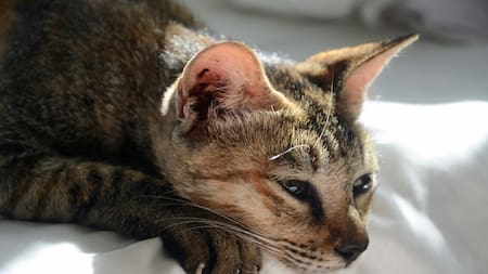 Los gatos y el duelo: cómo reconocerlo y ayudarlos a atravesar una pérdida de un ser querido