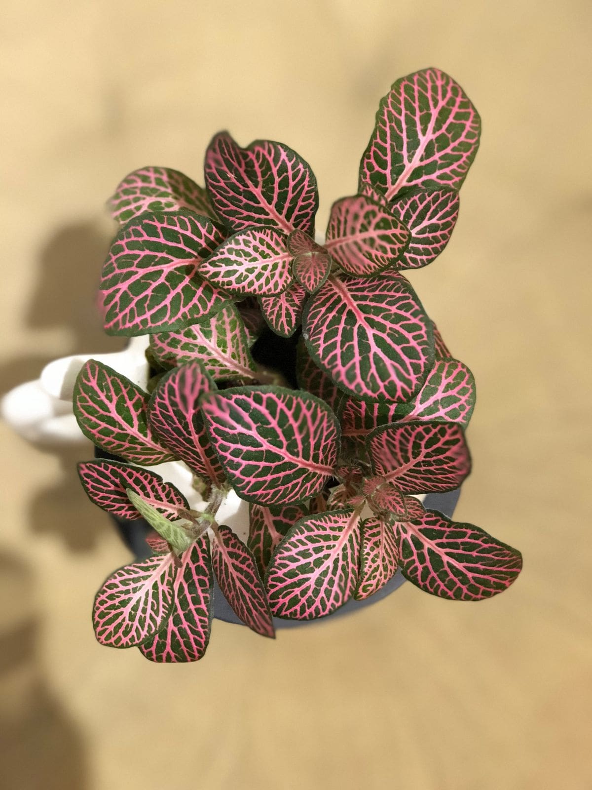 fitonia