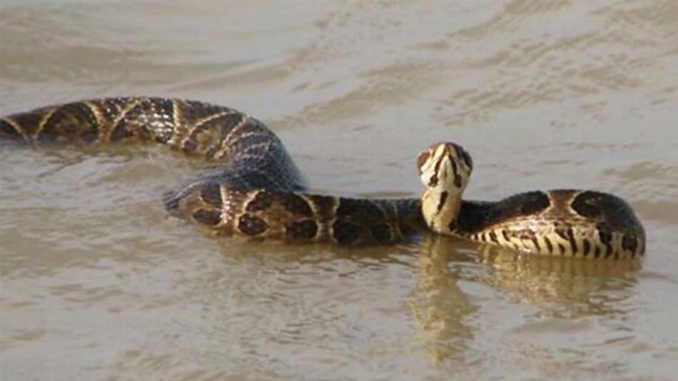 Serpientes en la ribera de Quilmes
