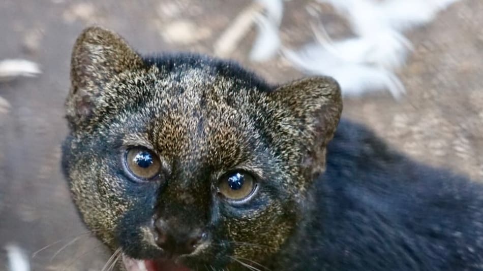 Jaguarundi, felino. Foto X @ZooBelize