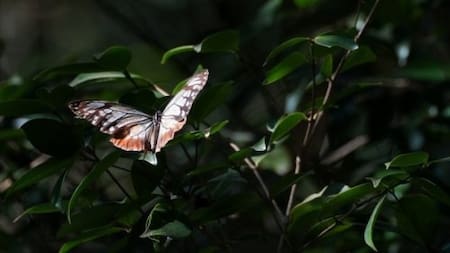 Mariposa tigre castaña que viajó desde Japón a Hong Kong. Fuente: Yuet Fung LING.