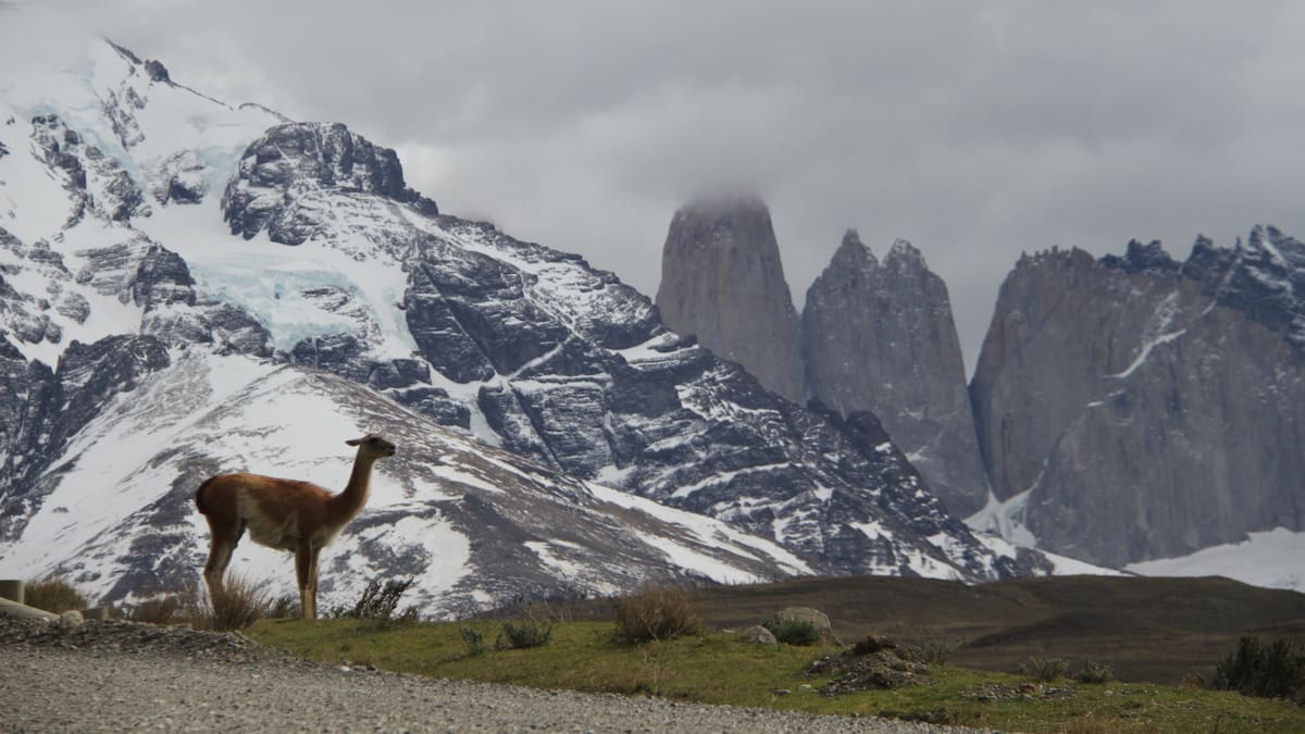 En la actualidad, se lo combate para evitar que compita contra la oveja. Foto Unsplash.