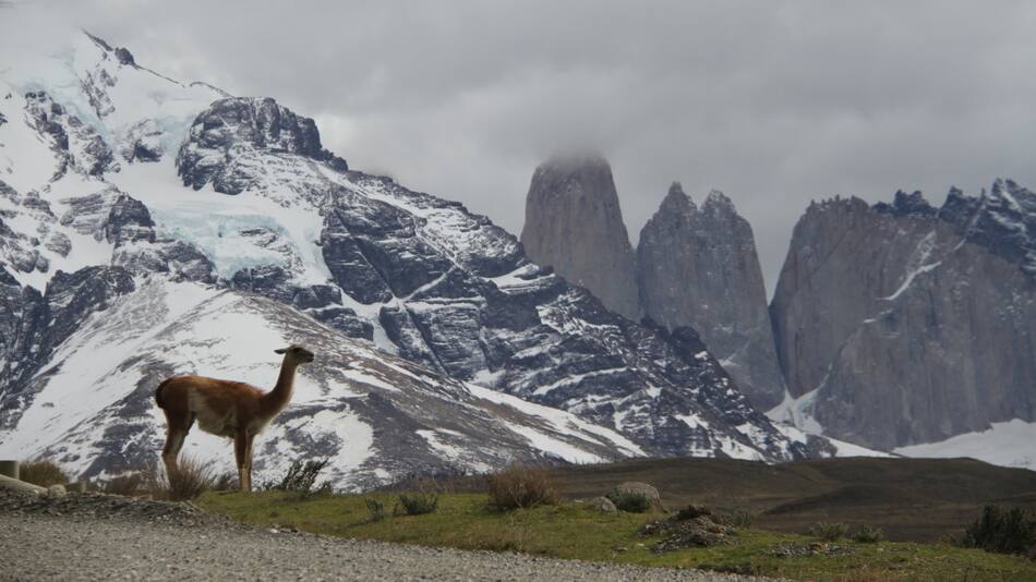 En la actualidad, se lo combate para evitar que compita contra la oveja. Foto Unsplash.