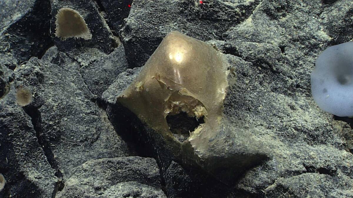 Analizan un misterioso "huevo dorado" descubierto en la profundidad del océano en Alaska. EFE