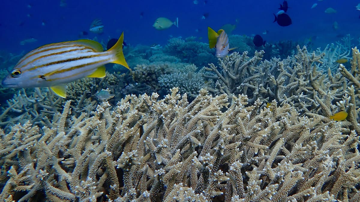 Los arrecifes de coral son estructuras submarinas formadas por miles de pólipos de coral que forman un ecosistema. Foto: Unsplash.
