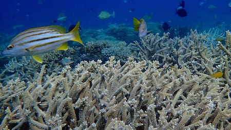 Los arrecifes de coral son estructuras submarinas formadas por miles de pólipos de coral que forman un ecosistema. Foto: Unsplash.