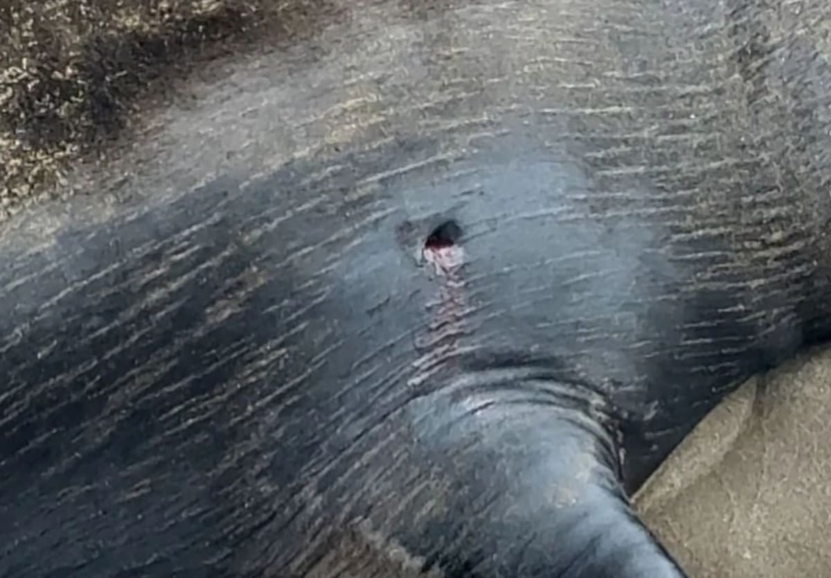 Le dispararon a un lobo marino en Santa Teresita
